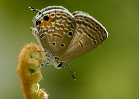 Butterfly on Fern