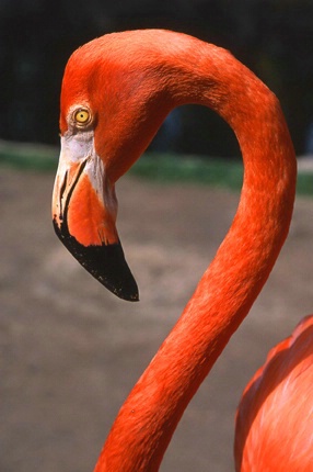 Bahamian Flamingo - ID: 871709 © Mary B. McGrath
