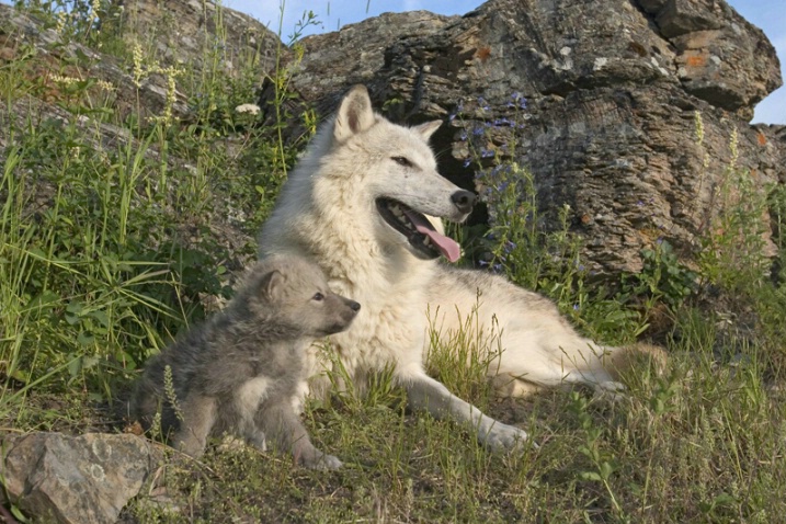 Wolf and Pup - ID: 874855 © Jim Miotke