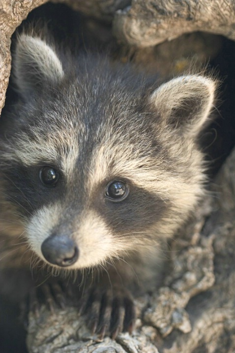 Baby Raccoon Peeking with Paws
