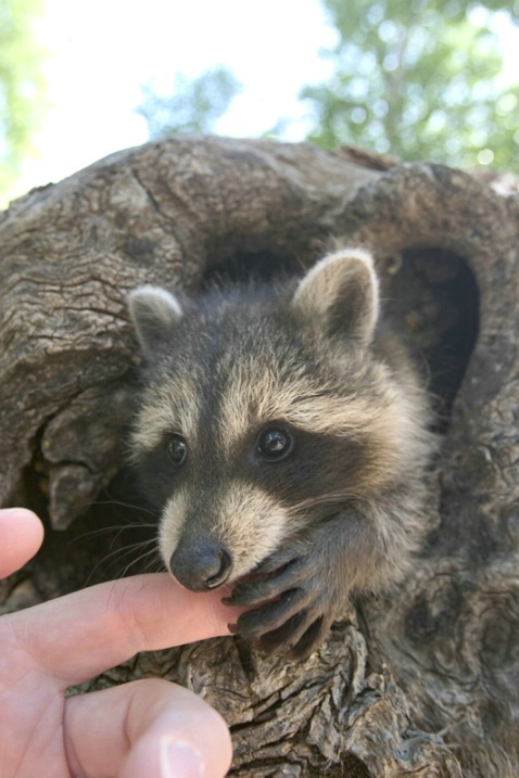 Baby Raccoon Nibbling on Finger