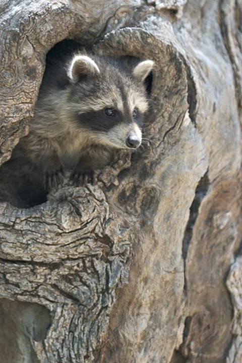 Baby Raccoon Looking Away