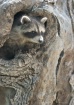 Baby Raccoon Looking Away