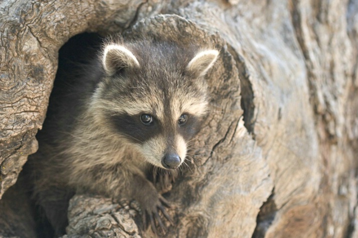 Baby Raccoon - Rule of Thirds