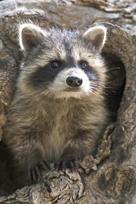 Baby Raccoon in Hole - Vertical