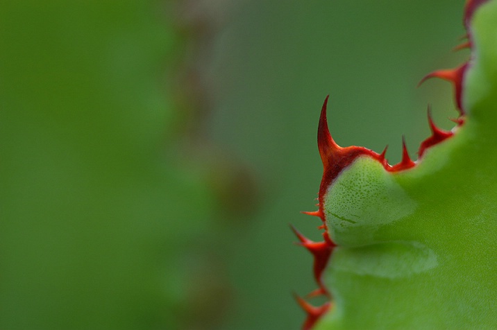 agave