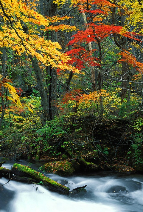 Colors of Autumn