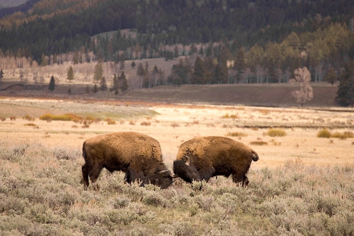 Buffalo showdown