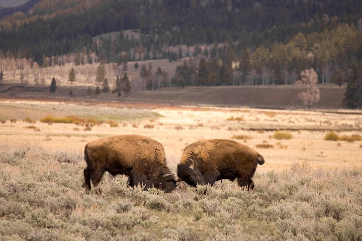 Buffalo showdown