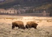 Buffalo showdown