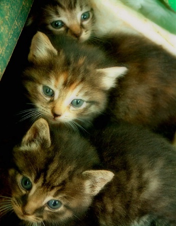 The Three Little Kittens