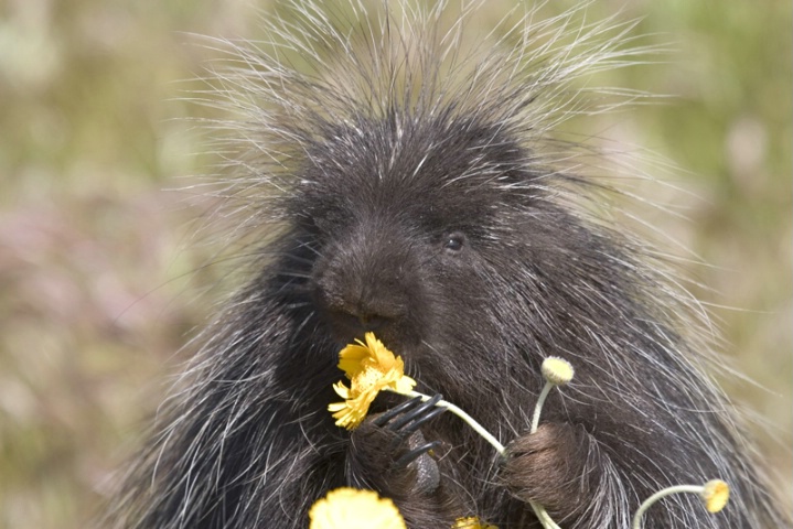 Porcupine Eating Yellow Flowers