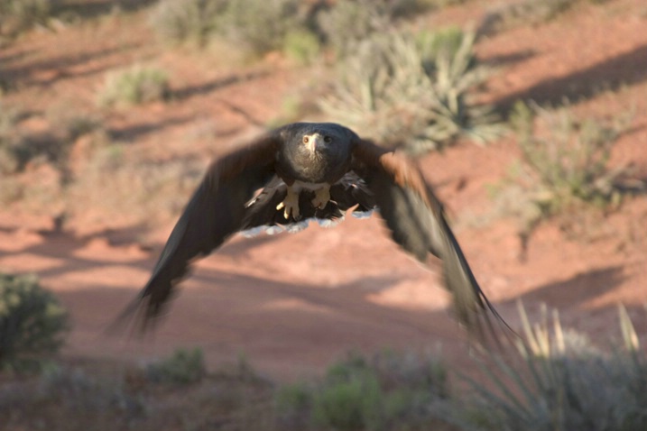Harris Hawk Coming Right at Us - ID: 891839 © Jim Miotke