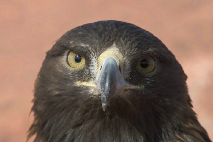 Golden Eagle Eye Contact - ID: 891847 © Jim Miotke