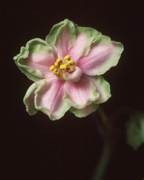 African Violet #1