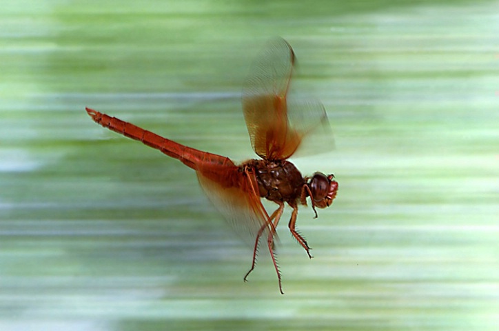 Big Red Skimmer in Flight