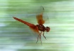 Big Red Skimmer i...