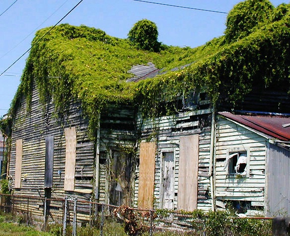 Greenery Roofed Ramshackle, New Orleans