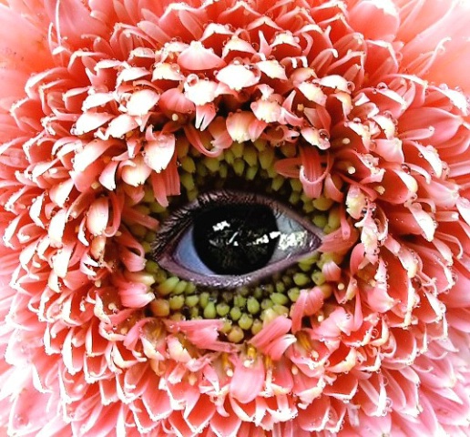 Eye of Gerbera
