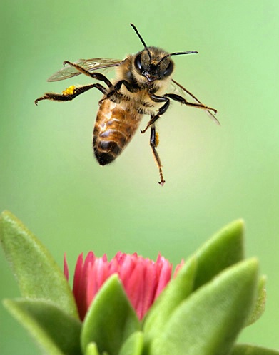 Bee Landing