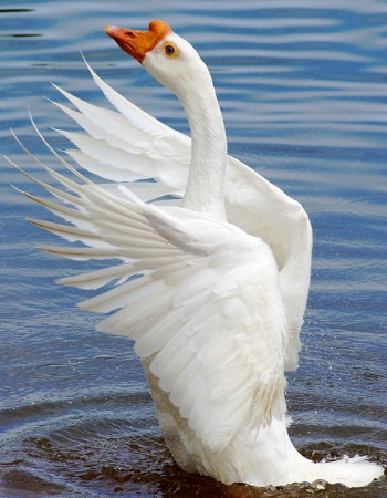 Graceful Goose