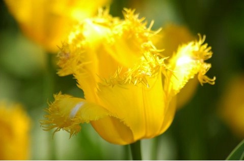 Yellow Fringed-End Tulip