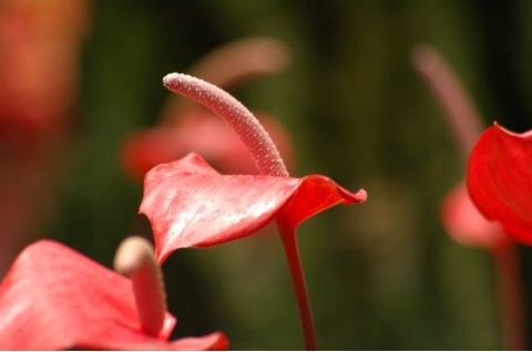 Red Exotic Flower