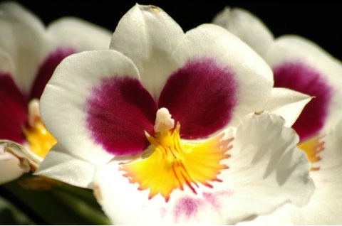 Red and Yellow Center White Orchid