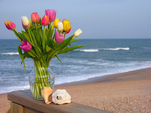 Tulips and Shells