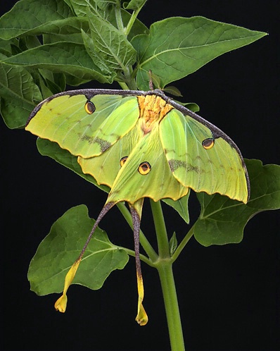 African Moon Moth