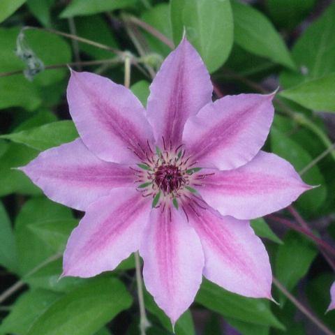 Clematis #1