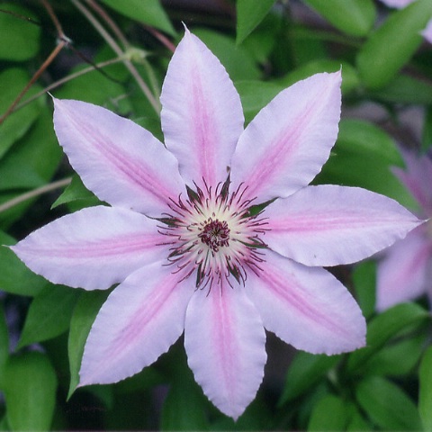 Clematis #2