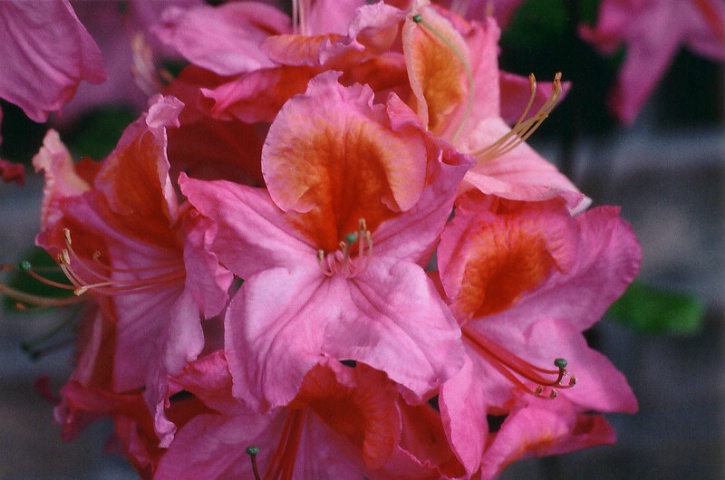 Mount St Helen Azalea