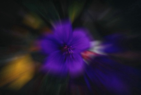 Purple Flower - zoom2