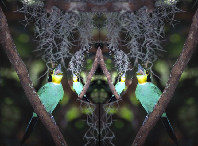 Feed Me Bird Mirror v2 - ID: 934393 © Lamont G. Weide