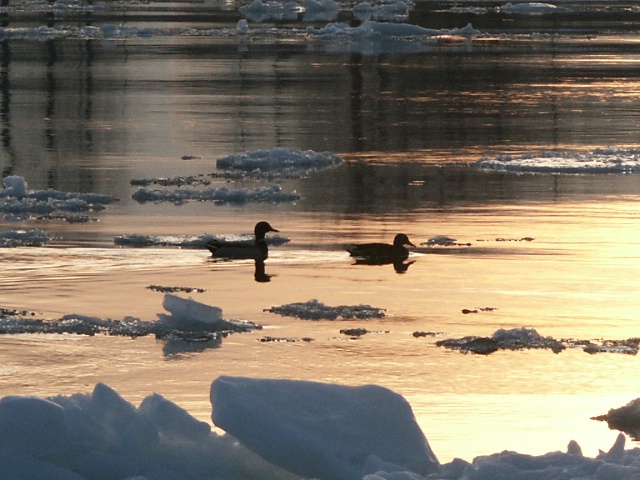 Ducks in Sunset