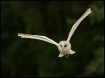 Barn Owl in Fligh...