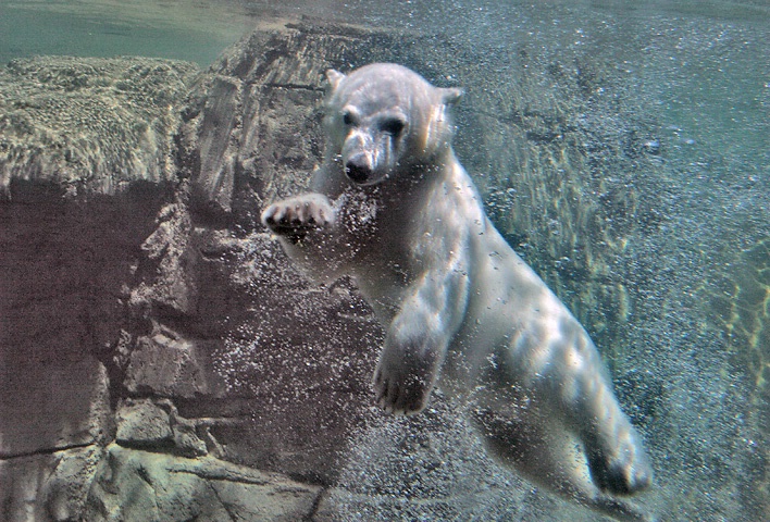 Polar Swim