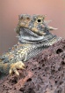Desert Horned Liz...
