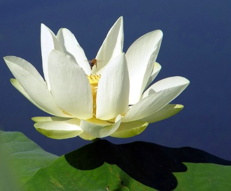 Lagoon Lily*