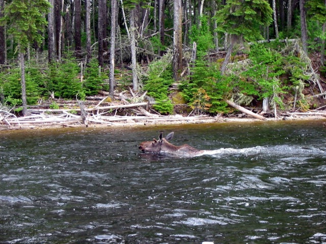 Moose Swimming