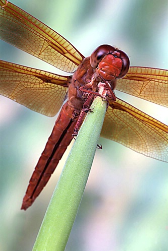 Big Red Skimmer