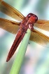 Big Red Skimmer