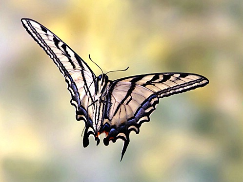 Western Tiger Swallowtail