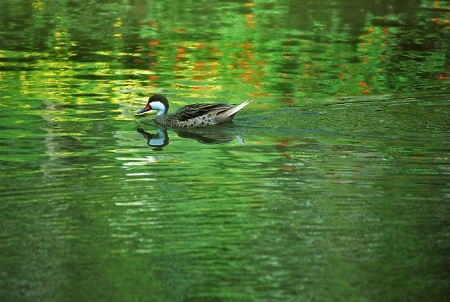 Duck in Coloured Pond