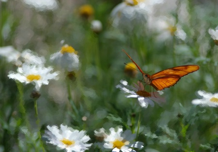 butterfly garden