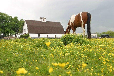 Grazing on colorful nourishiment.