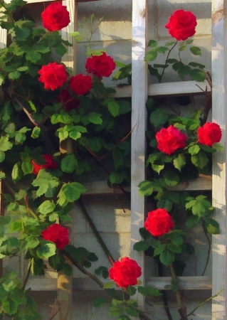 Red Beauties II