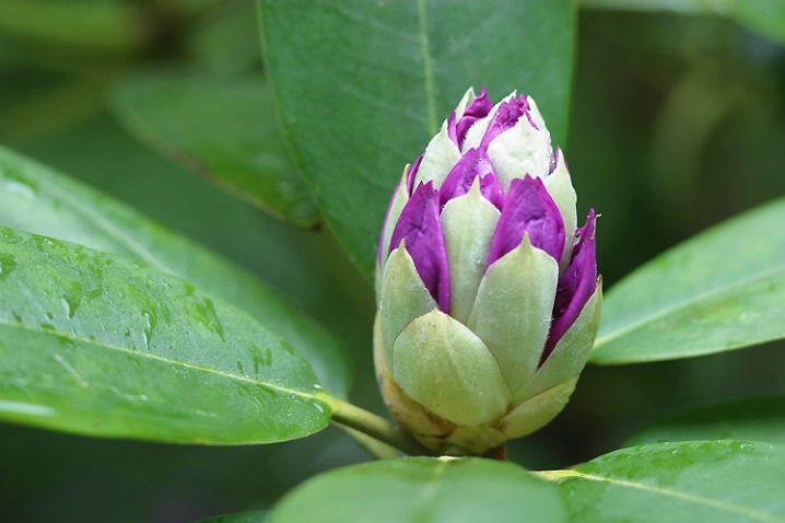 An emerging spring bud