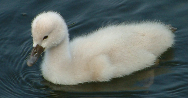 cygnet